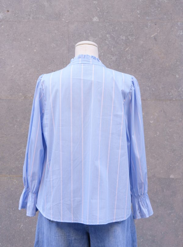 ZALMIA 31 (2) ZALMIA 31 (2)