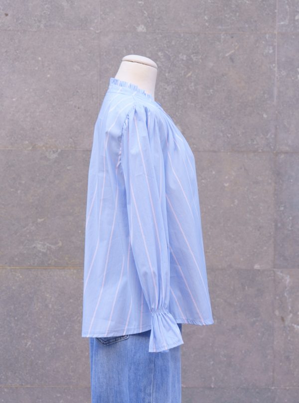 ZALMIA 31 (3) ZALMIA 31 (3)